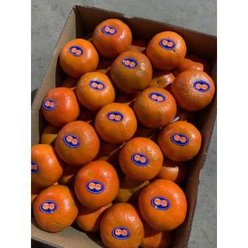 Fresh Mandarin – Millennium International Import & Export