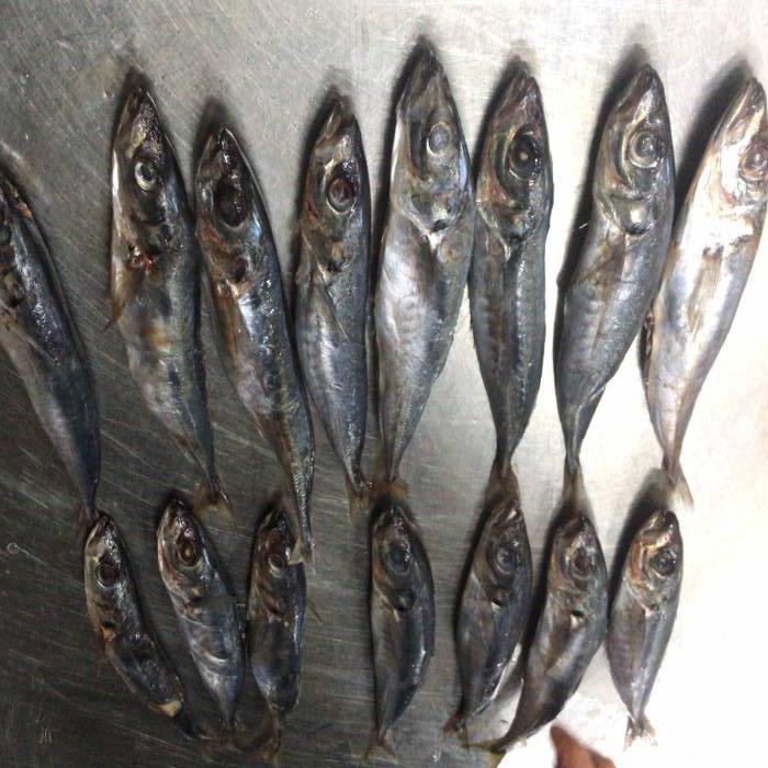 Horse Mackerel