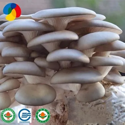 Farm organic fruitwood grey oyster mushroom spawn