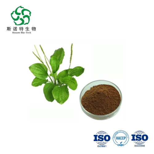 Lowering Blood Lipids Plant Extract Pure Natural Plantain Extract Powder Factory