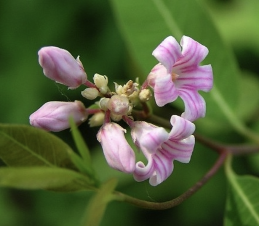 Apocynum Extract Supplier