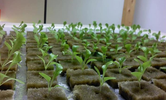 Indoor Hydroponic Vegetable Grow Seedling Rockwool Cubes