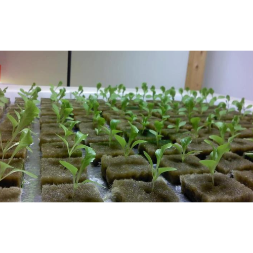 Indoor Hydroponic Vegetable Grow Seedling Rockwool Cubes