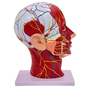 2025 New KRC Human Plastic Facial Anatomical Model for Medical Teaching