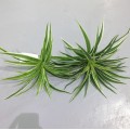 Artificial Plastic plants Chlorophytum Branch home decorative fake plants Indoor potted table decoration NO Pot