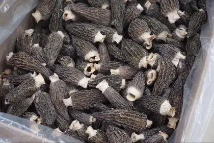 100% Wild Morel mushroom/fresh morel/morchella esculenta