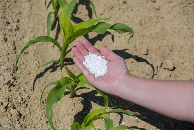 corn fertilizer corn fertilizer