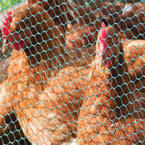 Grillage hexagonal Cage à poulets à bas prix