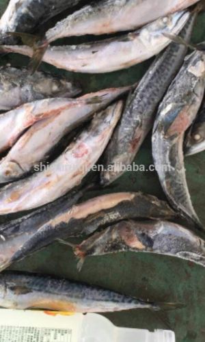 SCOMBER JAPONICUS SEAFROZEN $ SHIPFROZEN pacific mackerel 200-300g