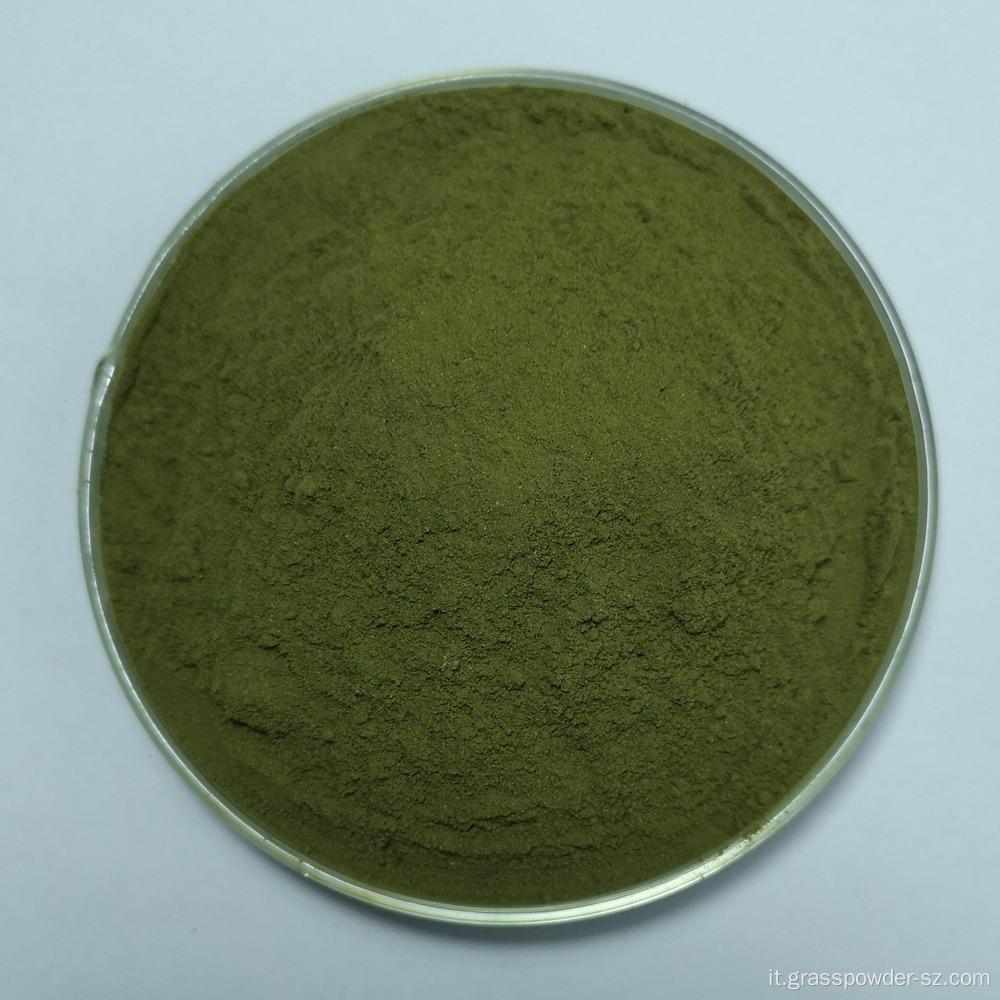 Succo di erba di grano organico in polvere verde