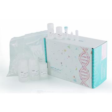 Kit de purificação de RNA total de bactérias (coluna de spin)