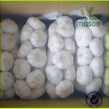 export fresh vegetables natural pure white garlic 5.5+ in China