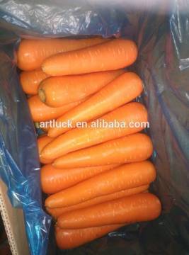 Fresh carrot