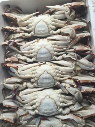 frozen blue swimming crab