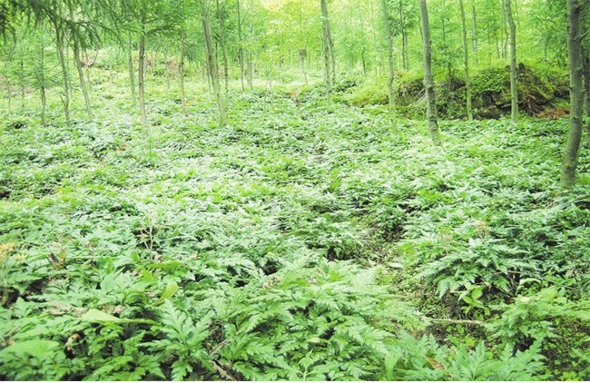 Huanglian Planting Ground