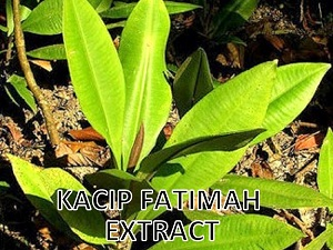 Kacip Fatima extract (4)