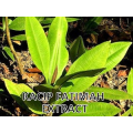 Plant Extract Powder Natural Kacip Fatimah Extract