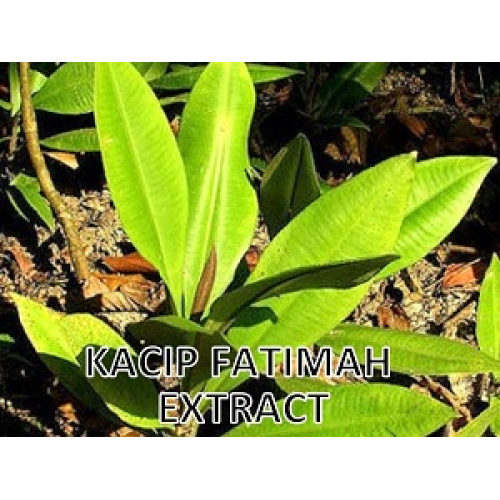 Plant Extract Powder Natural Kacip Fatimah Extract