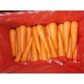 Export Standard New Fresh Carrot