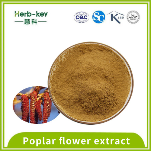 10: 1 proporção de extrato de flor de álamo contém flavonóides