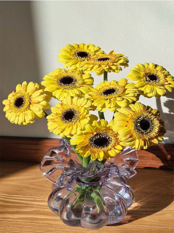 Gerbera Qingzi6