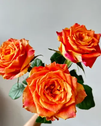 Orange Single-Headed Ode to Joy Rose Arrangement
