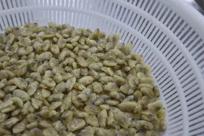 Short Neck Frozen Boiled Clam For Canned Clam