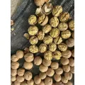 Nozes brancas premium com casca sabor natural