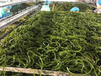 sublimated laminaria kelp