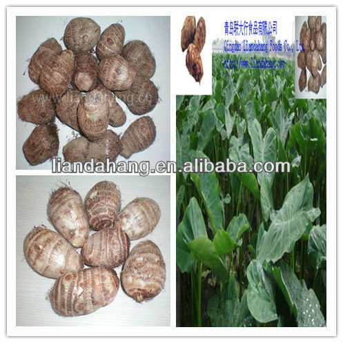 Authenticated Gap Chinese Taro Farm, High Quality Authenticated Gap ...