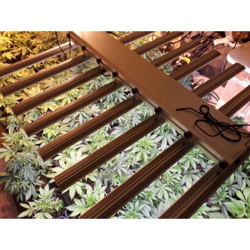 Samsung 561B Grow Room mit LED-Leuchten