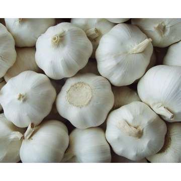খামার থেকে সরাসরি উচ্চ মানের সাদা রসুন
