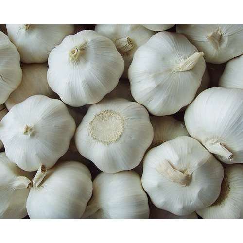 سیر سفید با کیفیت بالا مستقیم از مزرعه