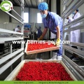 Sıcak Satışlı Beslenme Kurutulmuş Organik Sertifikalı Goji Berries