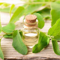 Therapeutic Grade Eucalyptus Globulus Essential Oil