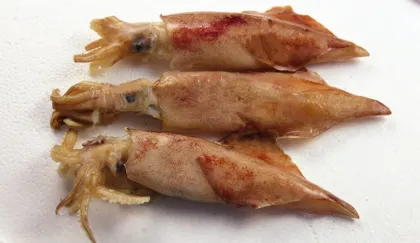 Whole Round Sea Frozen Loligo Squid