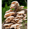 Pleurotus ostreatus extrahieren Polysaccharid