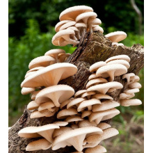 High Purity Pleurotus Ostreatus Extract Pleurotus ostreatus extract polysaccharide Supplier