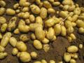 tengzhou kentang berkualiti tinggi