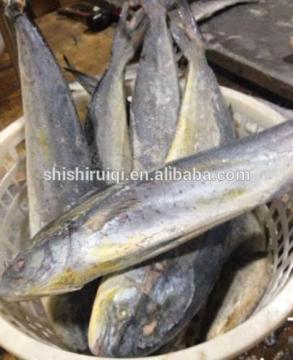 2016 Good Quality Frozen Mahi Mahi Whole Round