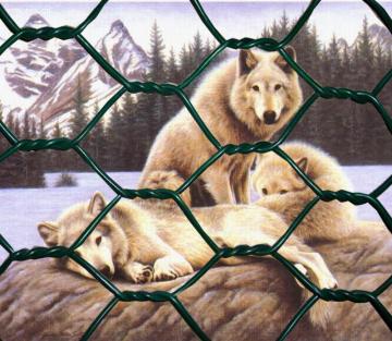 galvanized chicken coop hexagonal wire mesh