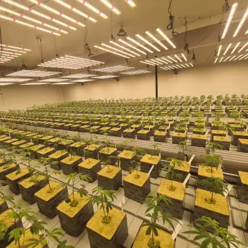 Led Grow Lights Indoor Full Spectrum Plants