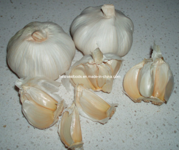 2014 Fresh White Garlic