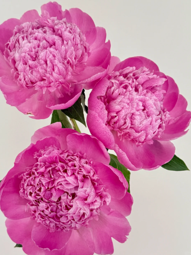 Blue Fuji Peony