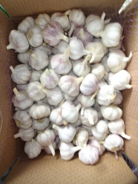2020 Hot Sale Normal White Garlic