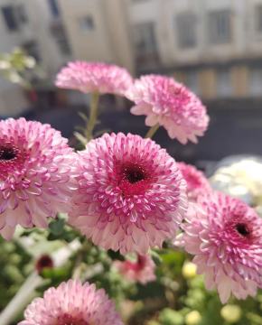 Abe pink spray chrysanthemum