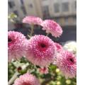 Abe গোলাপী স্প্রে chrysanthemum