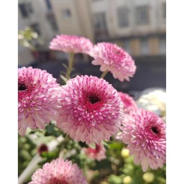 Abe গোলাপী স্প্রে chrysanthemum
