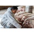 Corn DDGS Animal Feed DDGS 26% Additives
