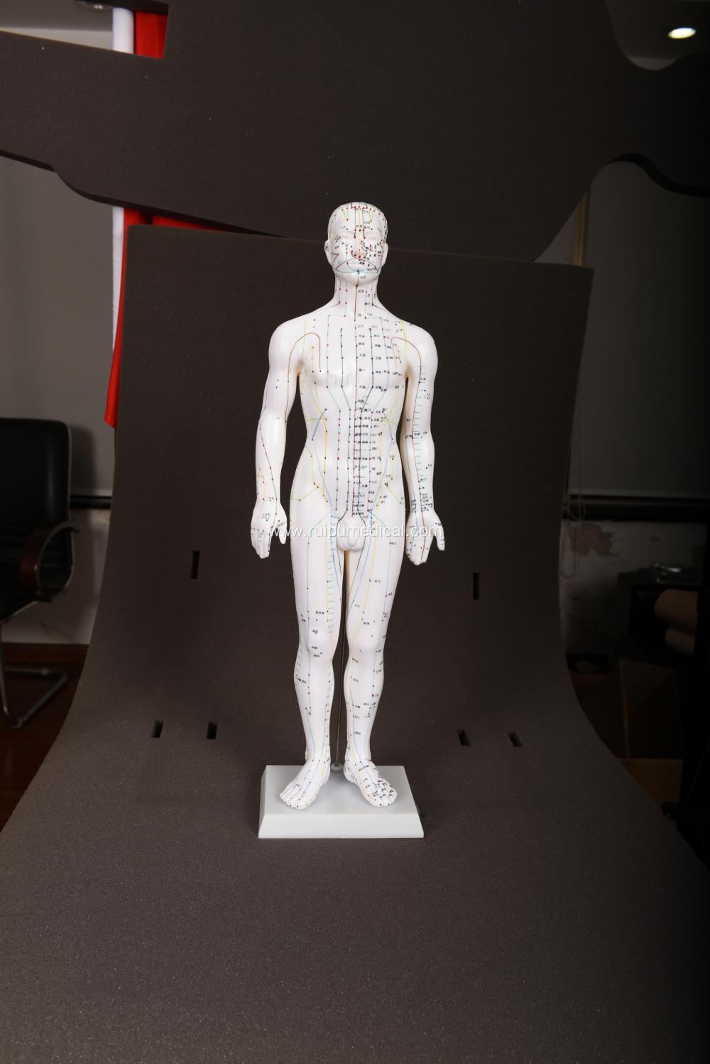 MALE ACUPUNCTURE MODEL